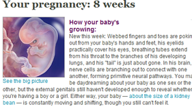 Pregnancy 8 weeks