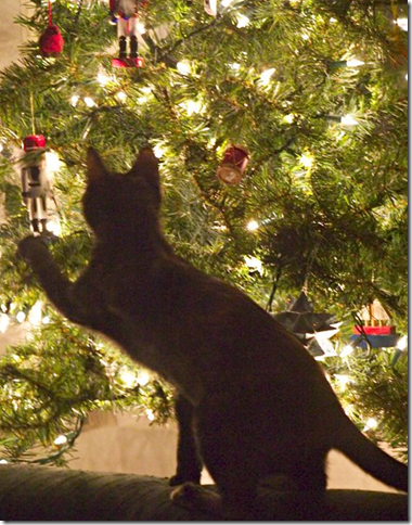 cat in tree