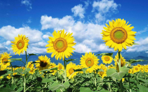 Sunflower seeds